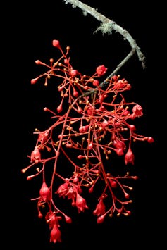 _Brachychiton acerifolius_ flowers.