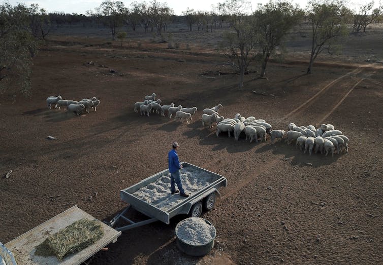 A farmer stands in a trailer, overlooking sheep on brown land