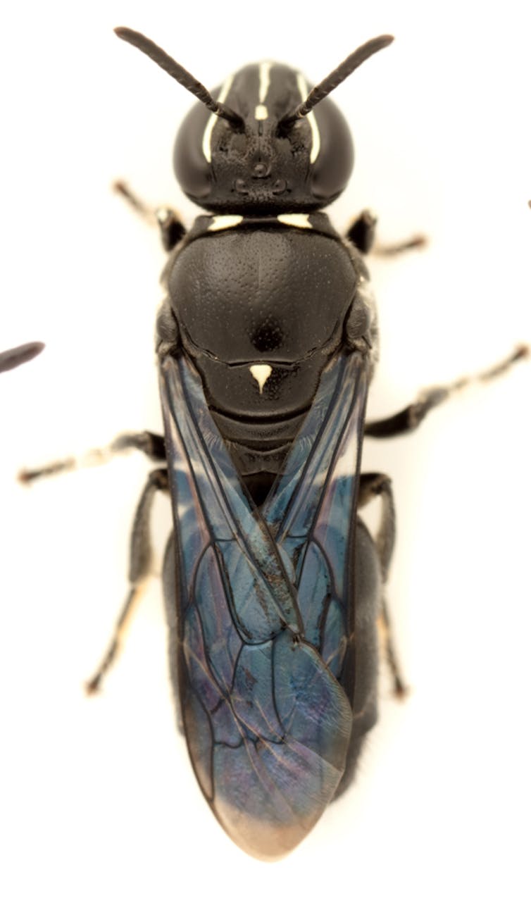 how I rediscovered the rare cloaked bee in Australia, hidden for a century