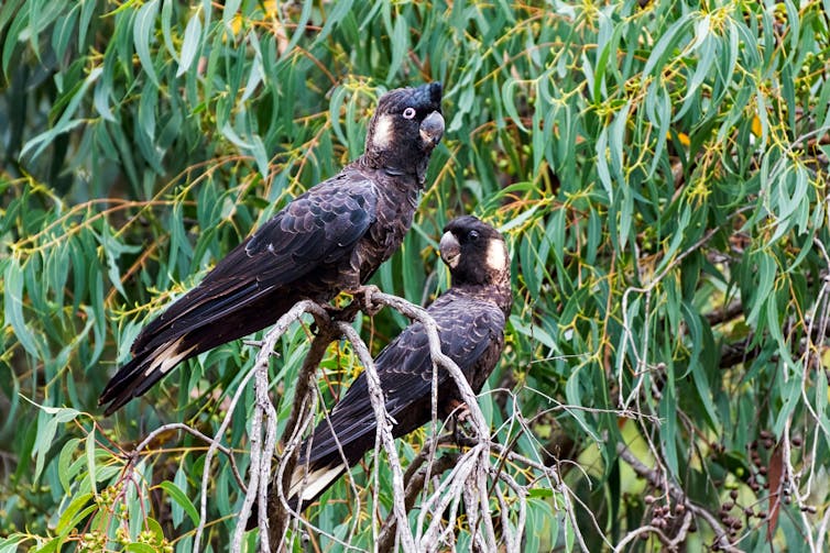 Two black cockatoos on a tree branch