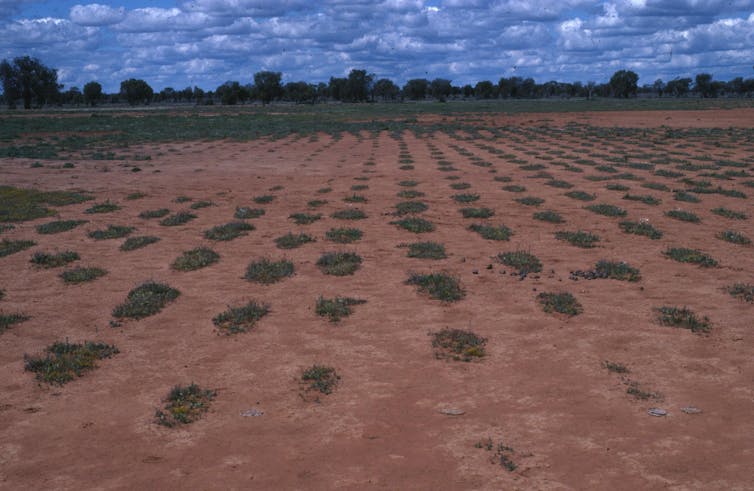 Dig this: a tiny echidna moves 8 trailer-loads of soil a year, helping tackle climate change