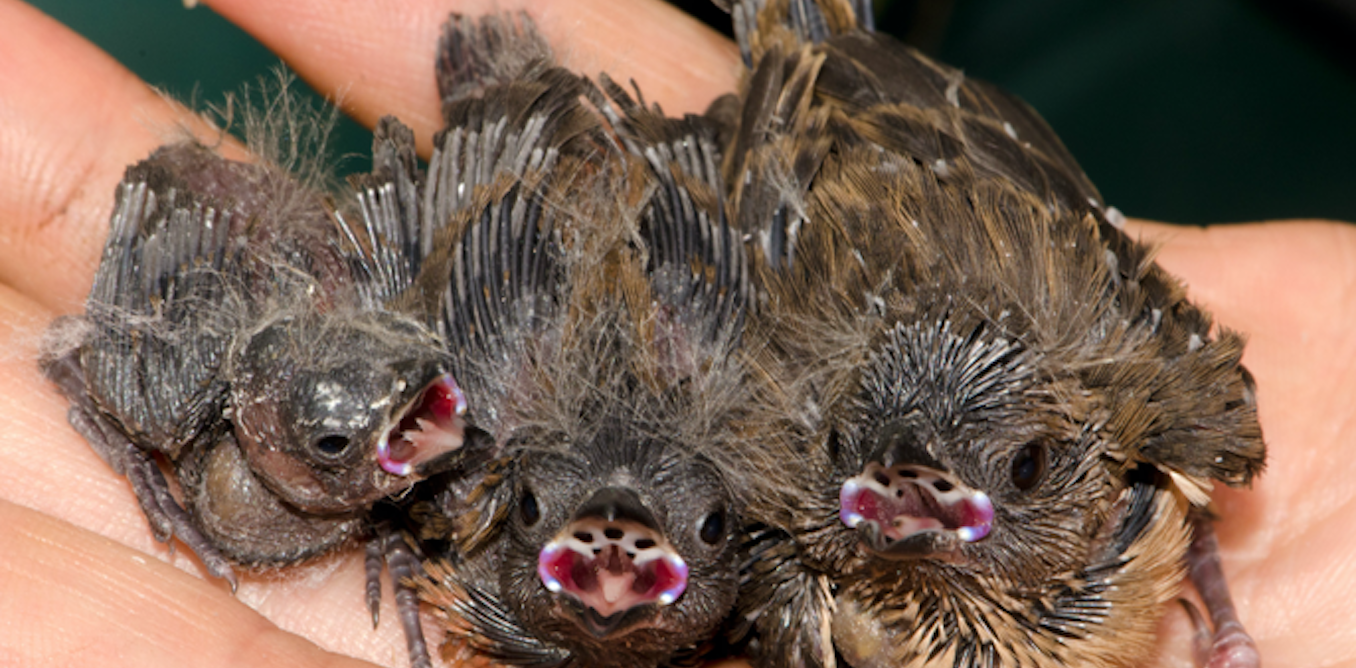 Mimicry And Manipulation How Baby Birds Deceive Their Finch Foster Parents Mimicry And Manipulation How Baby Birds Deceive Their Finch Foster Parents
