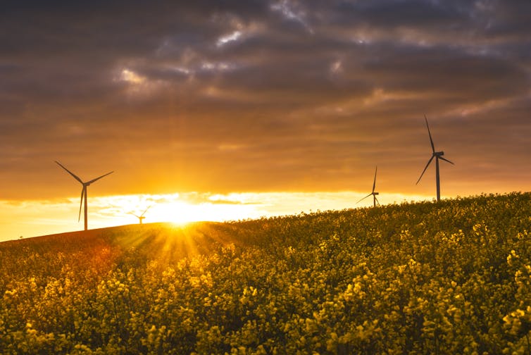 Sunlight over a wind farm with canola flowers in bloom.