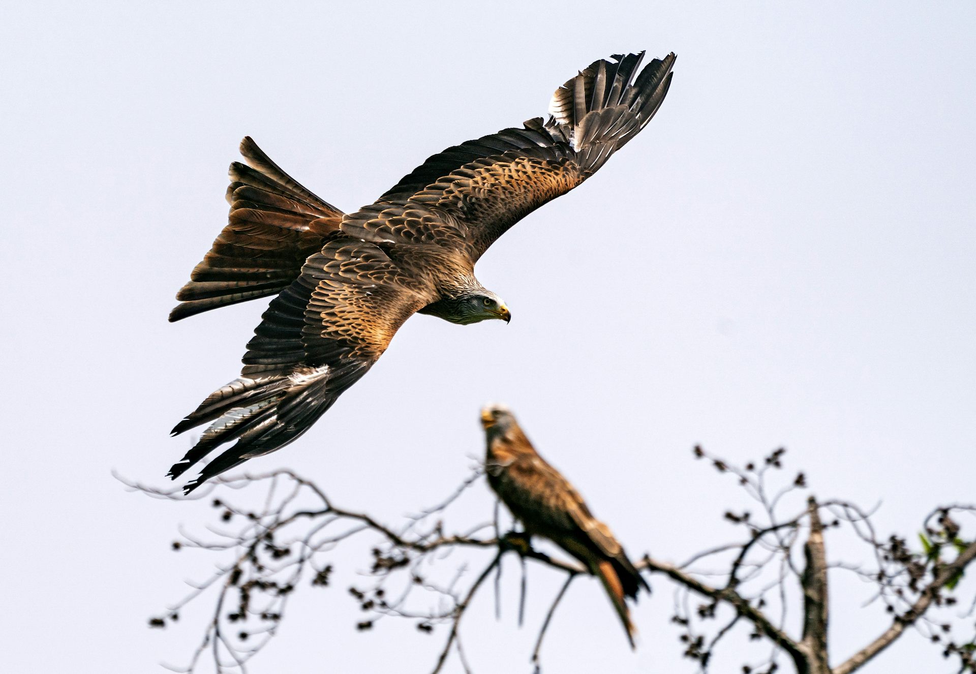 red kite hedge fund london