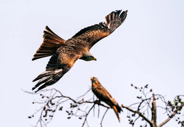 A bird-of-prey swoops in a clear sky with one perched on a tree behind.