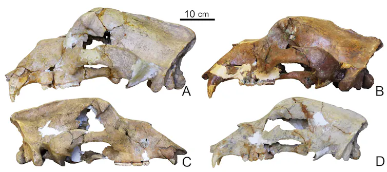Four cave bear skulls.