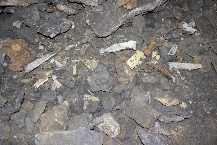Cave bear bones on the floor of a former hibernation cave in Bulgaria.