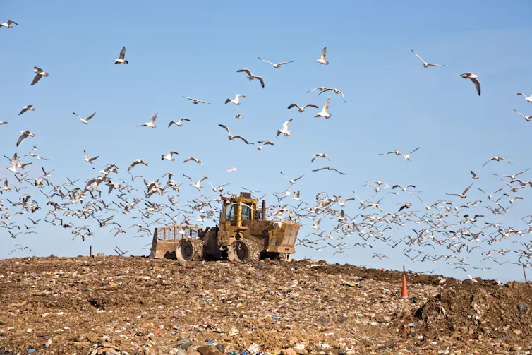 A tractor drives over a landfill site, gulls fly above