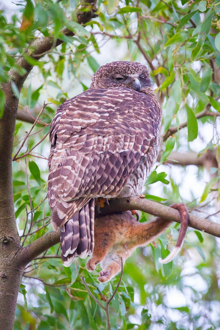 Powerful owl with half a common ringtail possum