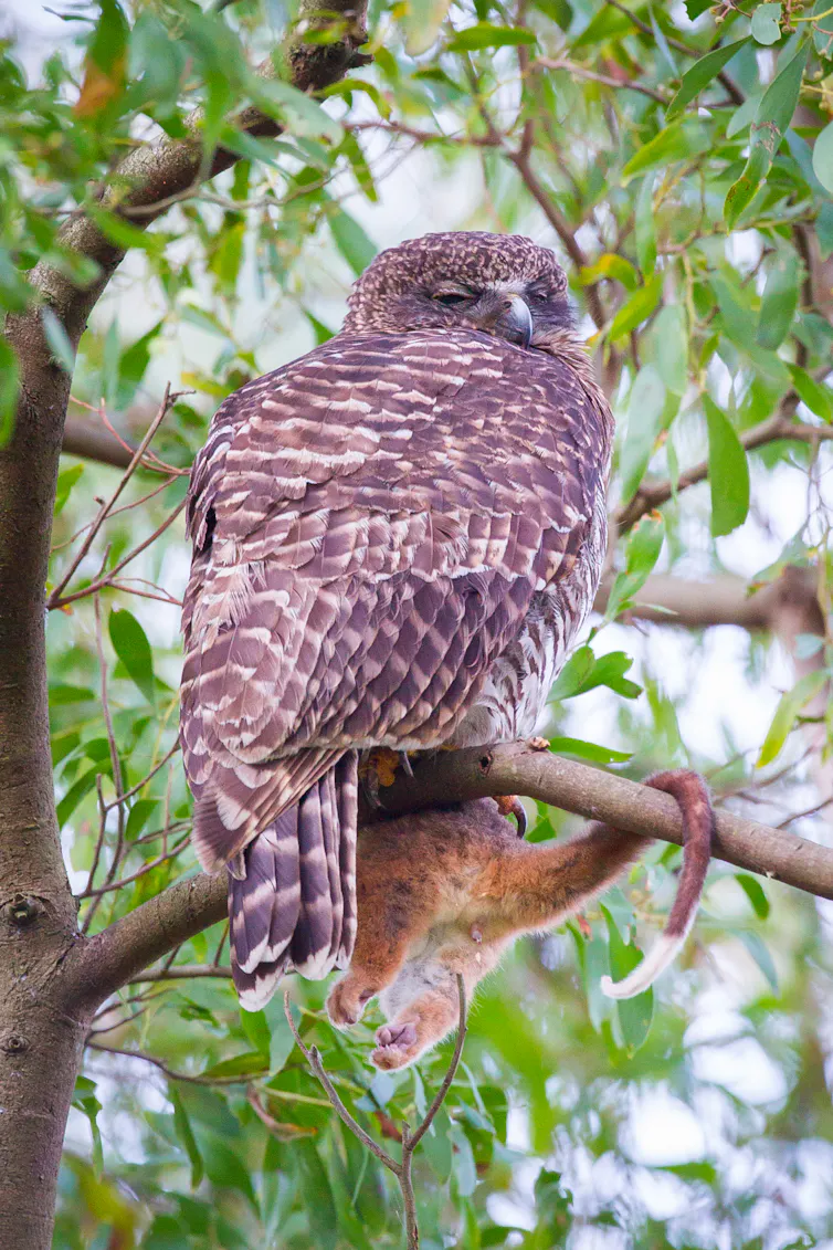 Powerful owl with half a common ringtail possum