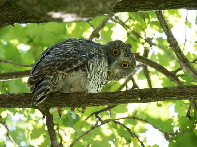 A powerful owl in tree canopy