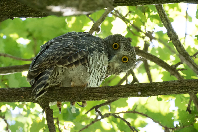 A powerful owl in tree canopy