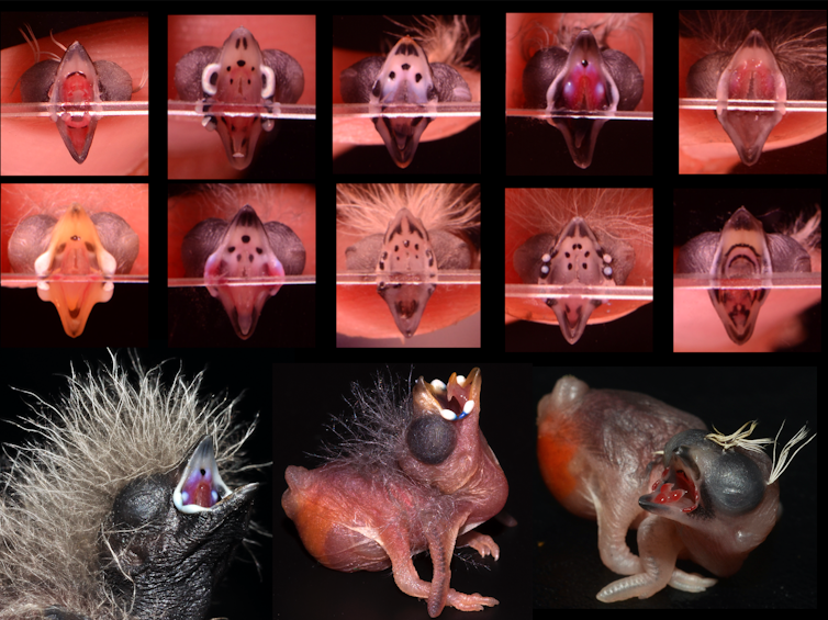 Mimicry And Manipulation How Baby Birds Deceive Their Finch Foster Parents Mimicry And Manipulation How Baby Birds Deceive Their Finch Foster Parents