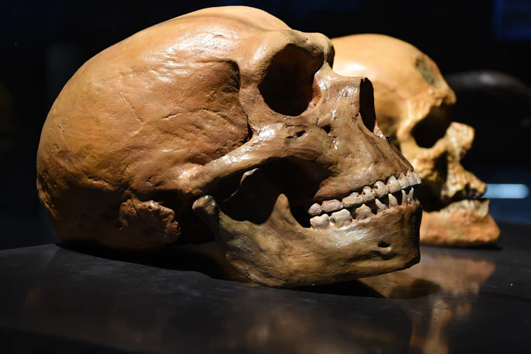 Image of a Neanderthal and human brain.