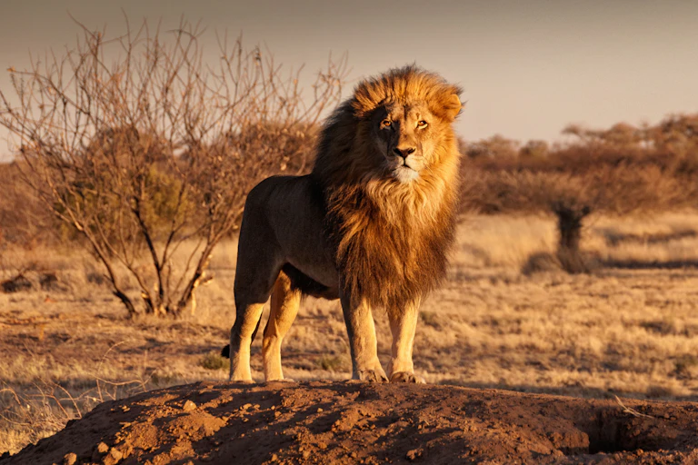 Lion standing on mound of earth.
