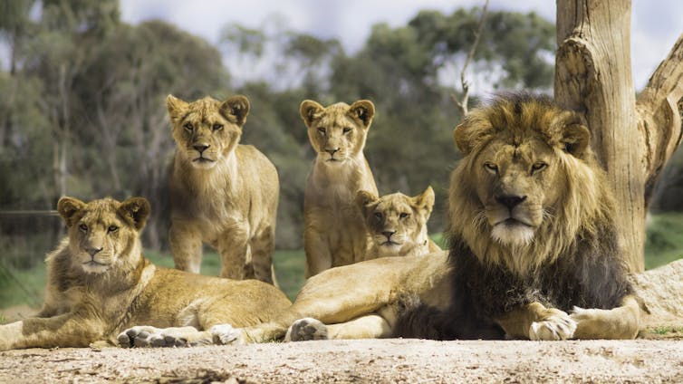 Male and female lions with three cubs.