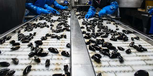 People in protective clothing pick over mussels on a conveyer belt.