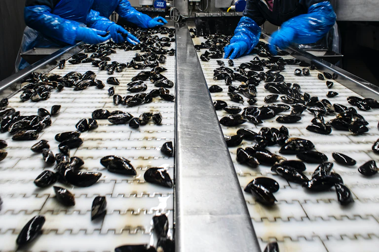 People in protective clothing pick over mussels on a conveyer belt.