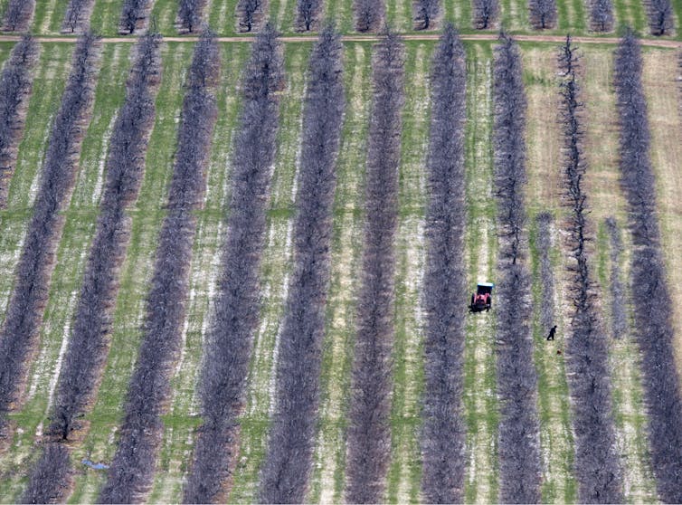 Workers tend to trees in a fruit orchard.