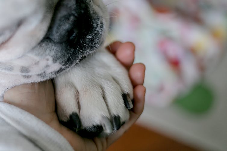 A young girl's hand clasps a dog's paw.