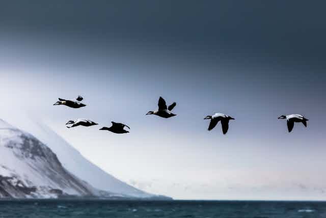 Six eider birds in flight over the ocean with snow-covered cliffs in the background