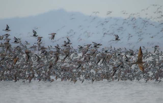 A flock of birds flying over an estuary.