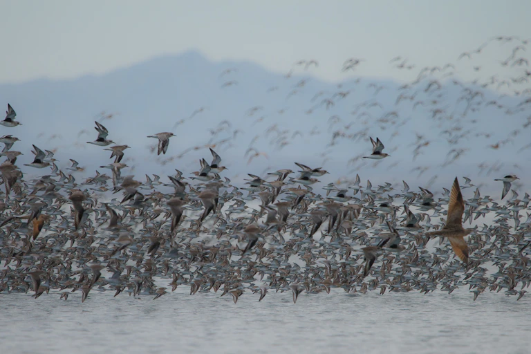 A flock of birds flying over an estuary.