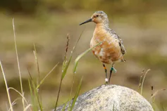 A red knot standing on a rock with a tiny colored flag on its leg.