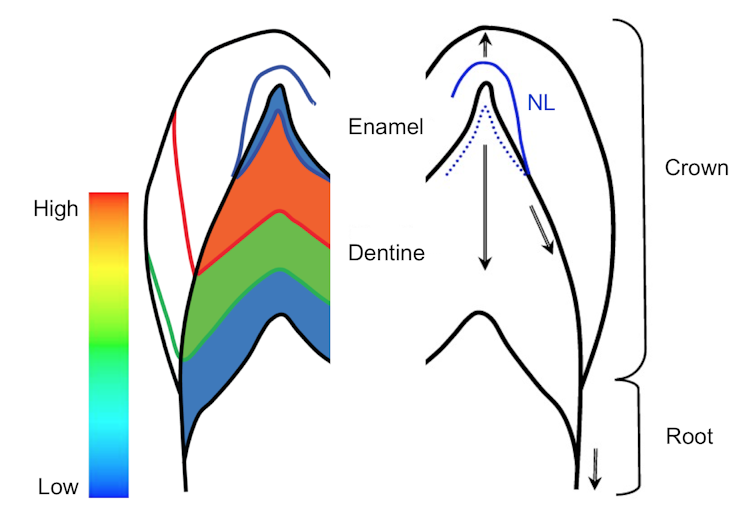 Teeth contain detailed records of lead contamination in humans and other primates