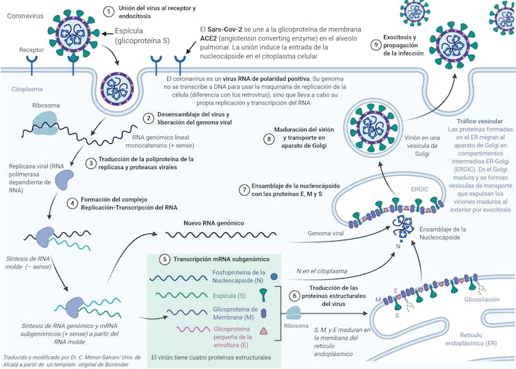 ¿Cómo aumenta la infectividad del SARS-CoV-2 conforme aparecen variantes? 18 file 20210227 13 10e7g2v.jpeg?ixlib=rb 1.1