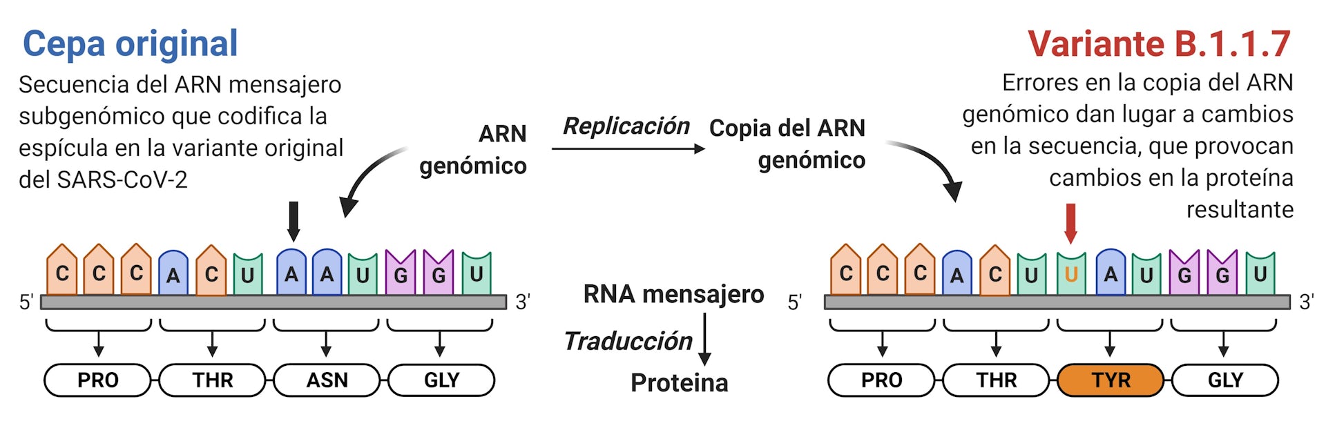 ¿Cómo Aumenta La Infección Por SARS-CoV-2 Cuando Aparecen Variaciones ...