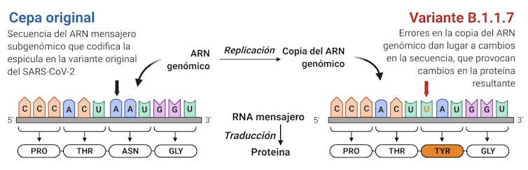 ¿Cómo aumenta la infectividad del SARS-CoV-2 conforme aparecen variantes? 19 file 20210227 17 1v0vtg9.jpeg?ixlib=rb 1.1