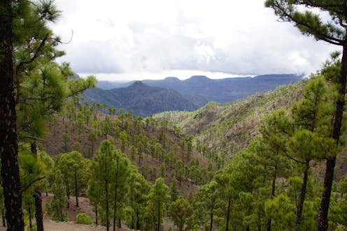 La ‘guerrilla’ de animales asilvestrados que amenaza los bosques canarios 15 file 20210227 23 6aidgn.jpg?ixlib=rb 1.1