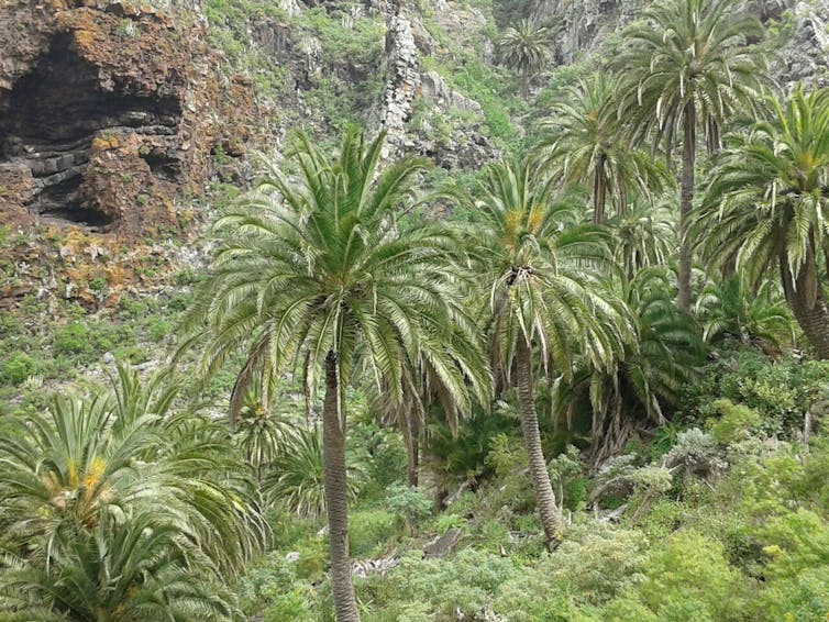 La ‘guerrilla’ de animales asilvestrados que amenaza los bosques canarios 17 file 20210227 15 1u8wxjj.jpg?ixlib=rb 1.1