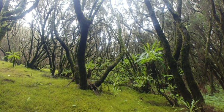 La ‘guerrilla’ de animales asilvestrados que amenaza los bosques canarios 16 file 20210227 13 1frosqo.jpg?ixlib=rb 1.1