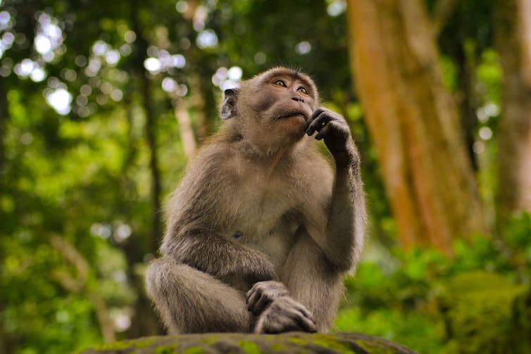 A grey monkey in Bali sits quietly and appears to contemplate a question.