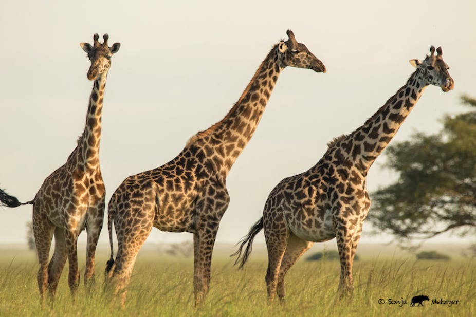Three giraffes, each looking in a different direction, stand in the grassland, sky behind them and a thorn tree in the distance.