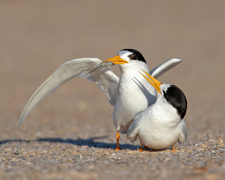 Courting pair of Fairy Terns on the beach