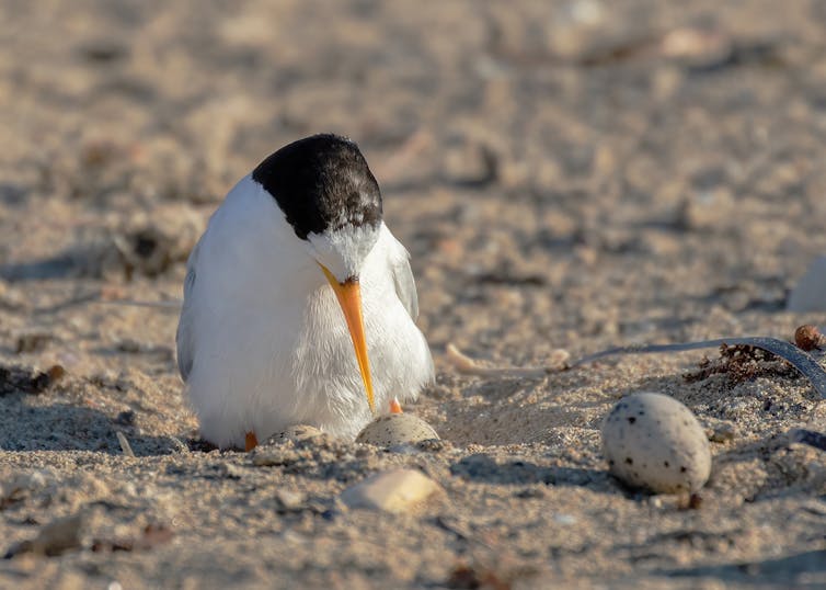 Fairy Tern sitting on eggs