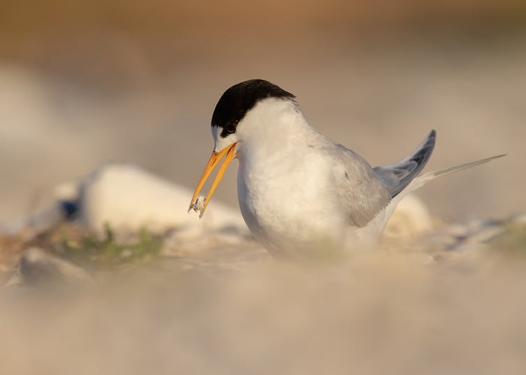 An adult Fairy Tern moving shell material around the nest site to increase camouflage of the eggs.