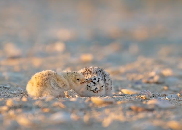 Two Fairy Tern chicks. Down feathers are lightly coloured and mottled to help increase camouflage.