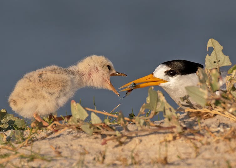 Adult Fairy Tern feeding a chick