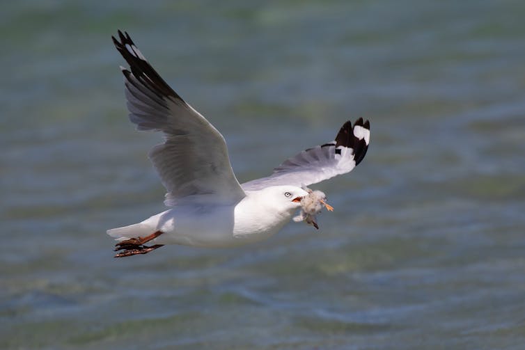 Silver Gull carrying away a Fairy Tern chick