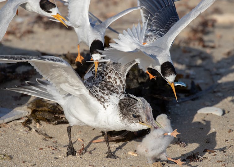Adult Fairy Terns mobbing a juvenile Crested Tern