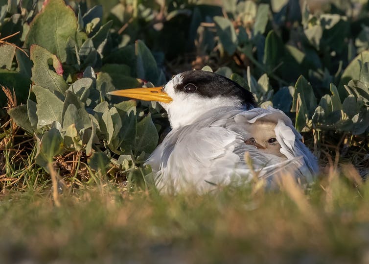 Fairy Tern chick being brooded by its parent.