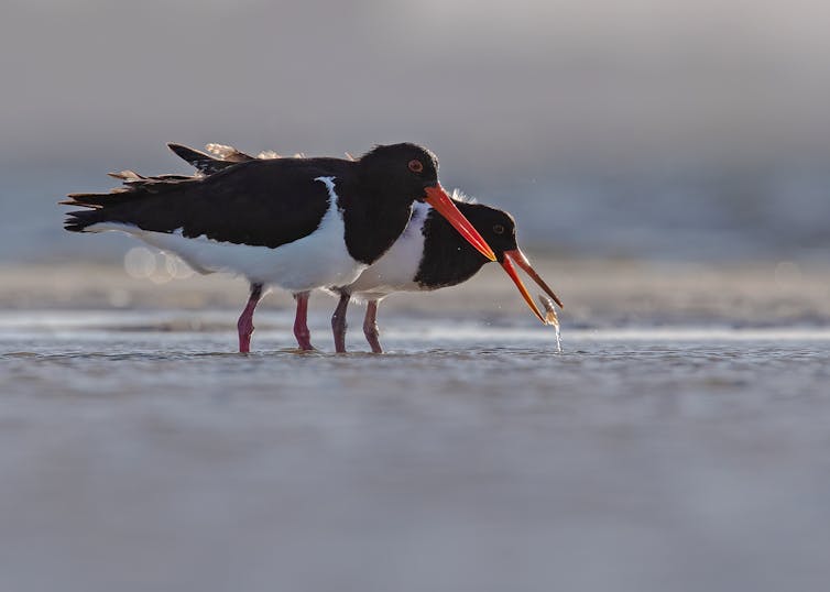 An adult Australian Pied Oystercatcher teaching its offspring to hunt for prey.