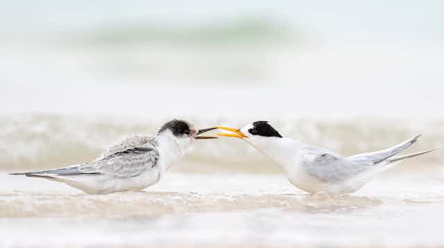 Two birds facing each other. An adult fairy tern is feeding a chick.