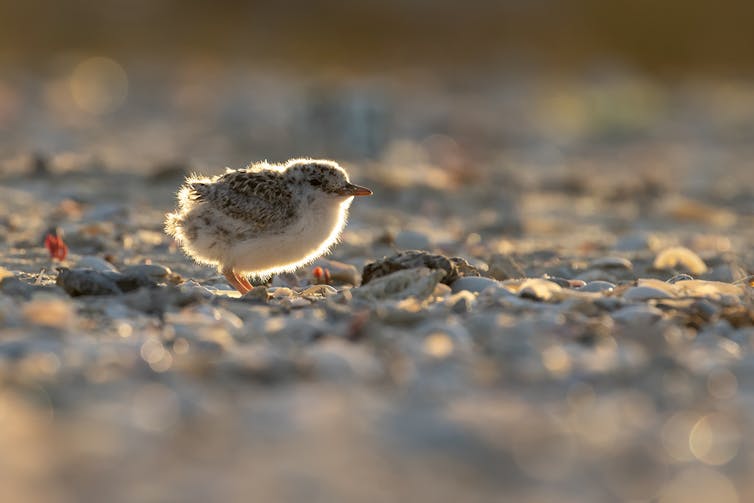 Fairy Tern chick