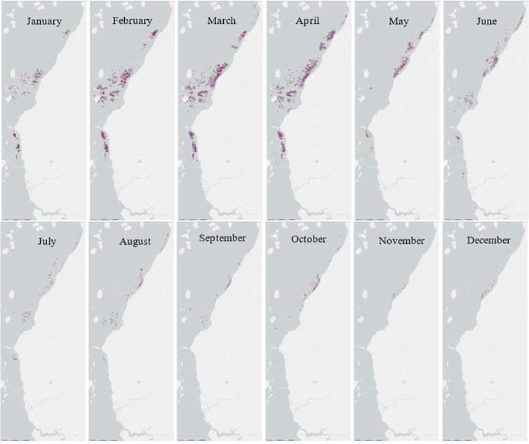 One Indonesian industry has boomed during the pandemic: seaweed