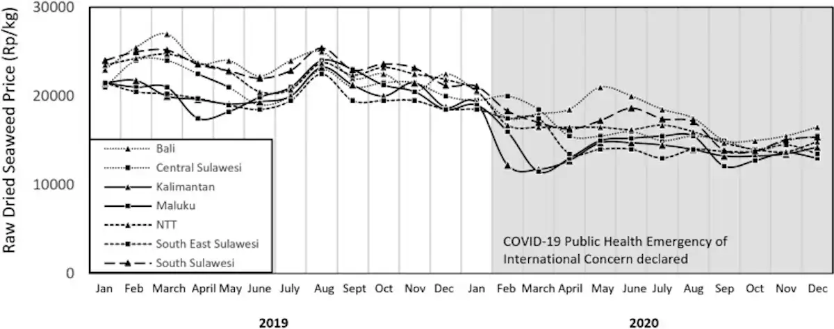 The purchasing price of dried cotton (Kappaphycus alvarezii) in Indonesia dropped by an average of 27% from January to December 2020. JaSuDa